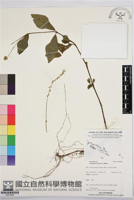 假川牛膝藏品圖，第1張
