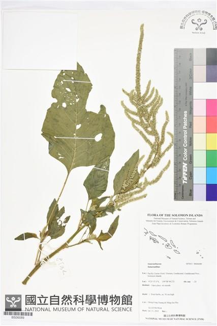 登錄號:BS06089藏品圖，第1張