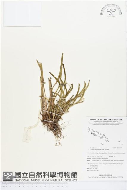 登錄號:BS03089藏品圖，第1張