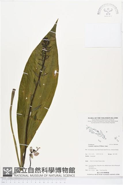 白鶴蘭藏品圖，第1張