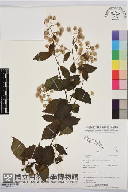 登錄號:BS07689藏品圖，第1張