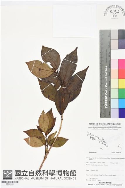 登錄號:BS06189藏品圖，第1張