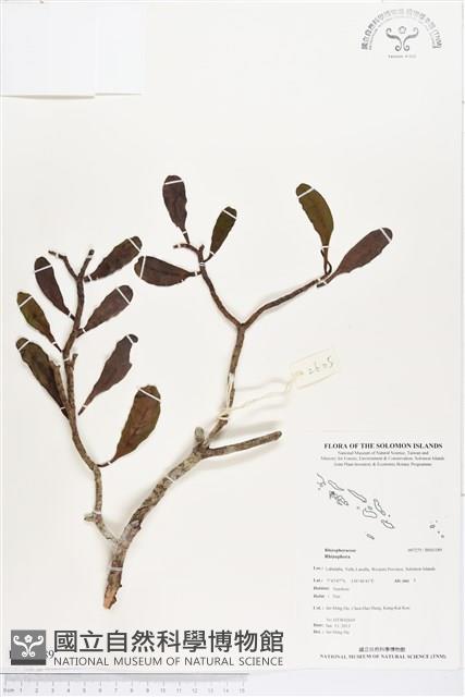 登錄號:BS03189藏品圖，第1張