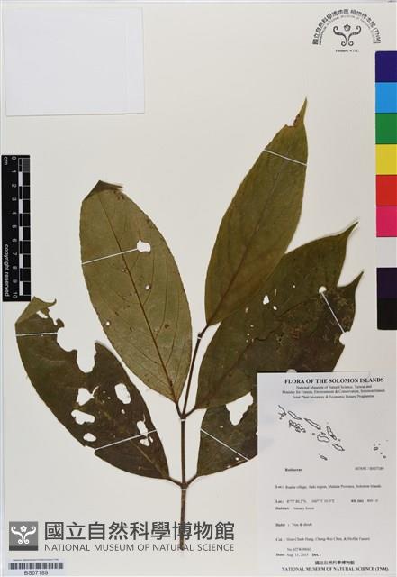 登錄號:BS07189藏品圖，第1張