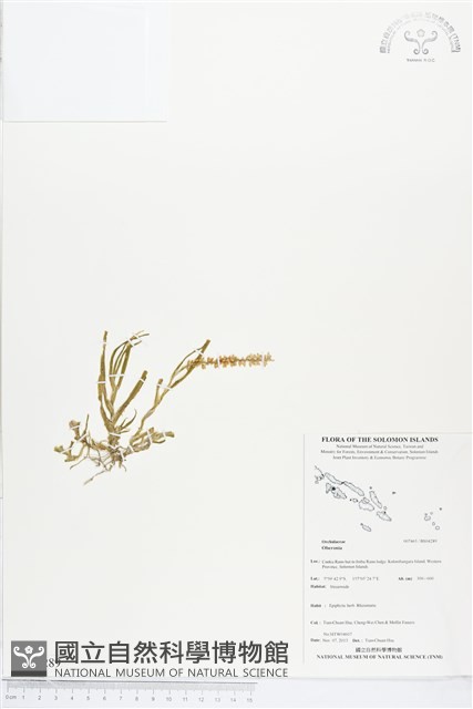 登錄號:BS04289藏品圖，第1張