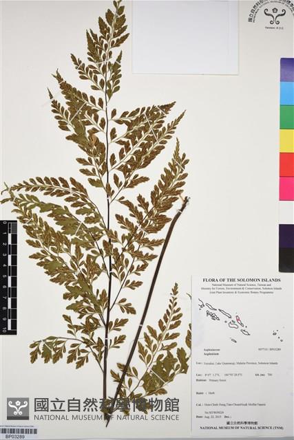 登錄號:BP03289藏品圖，第1張