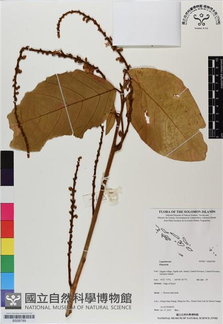 登錄號:BS06789藏品圖，第1張