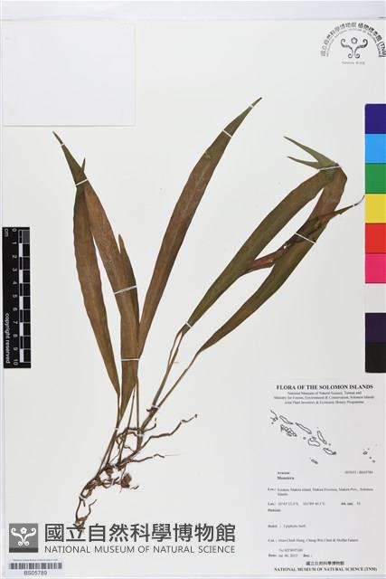 登錄號:BS05789藏品圖，第1張