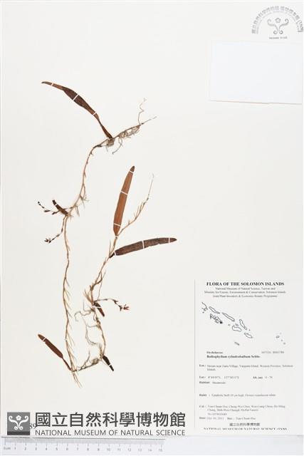 登錄號:BS03789藏品圖，第1張