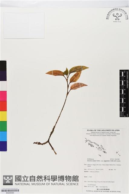 登錄號:BS05589藏品圖，第1張