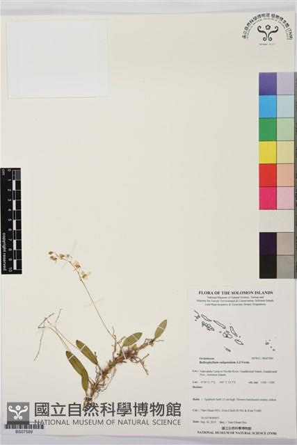 登錄號:BS07589藏品圖，第1張