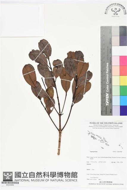 登錄號:BS05989藏品圖，第1張
