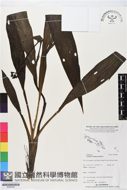 登錄號:BS06389藏品圖，第1張