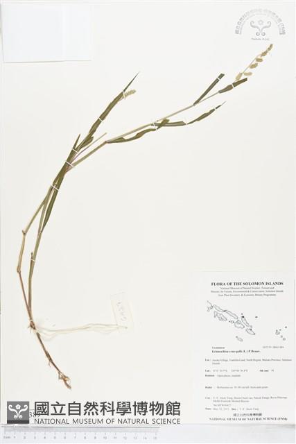 登錄號:BS05389藏品圖，第1張