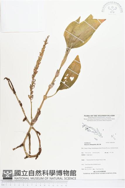 長橢圓葉伴蘭藏品圖，第1張