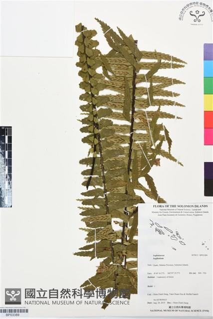 登錄號:BP03389藏品圖，第1張