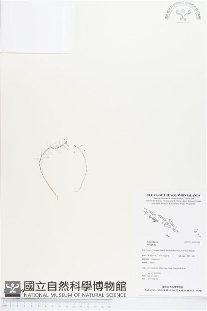 登錄號:BS03389藏品圖，第1張