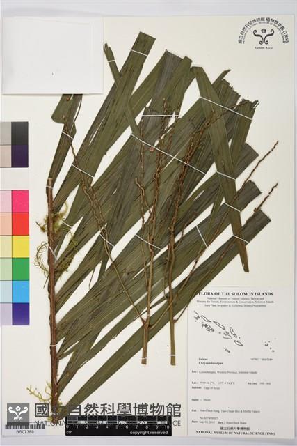 登錄號:BS07389藏品圖，第1張