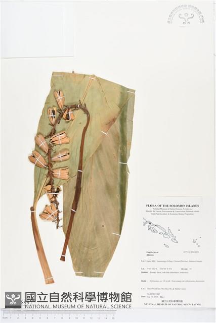 登錄號:BS04899藏品圖，第1張