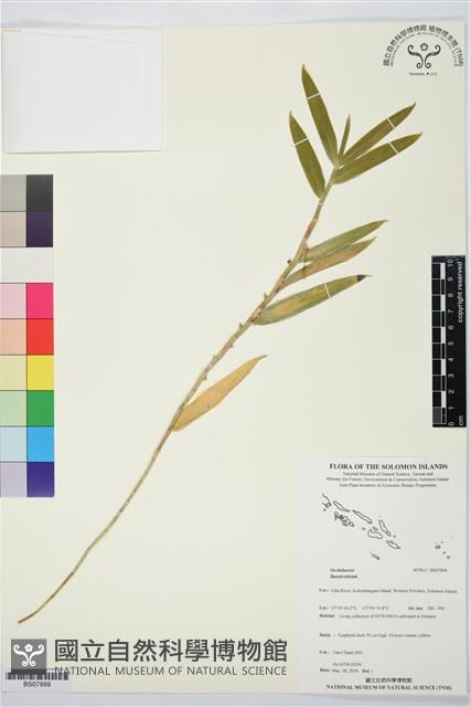 Accession Number:BS07899 Collection Image