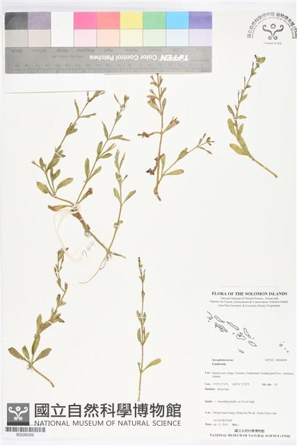登錄號:BS06099藏品圖，第1張