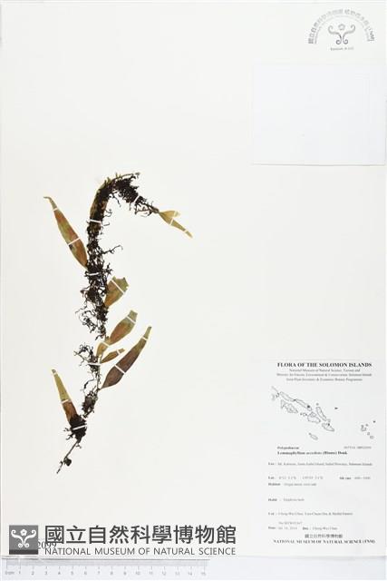 登錄號:BP02099藏品圖，第1張