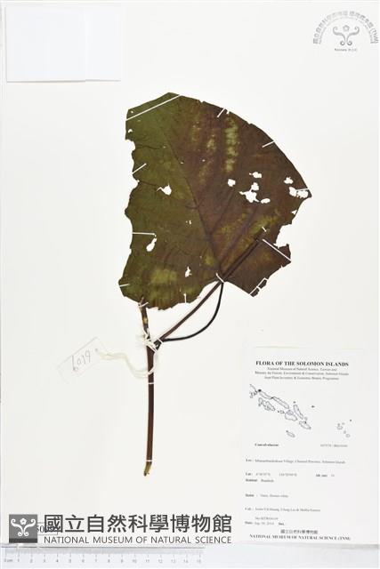 登錄號:BS05099藏品圖，第1張