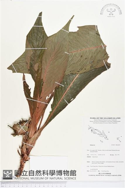 登錄號:BS04099藏品圖，第1張