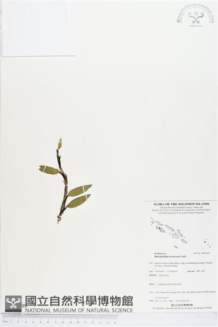 登錄號:BS03699藏品圖，第1張