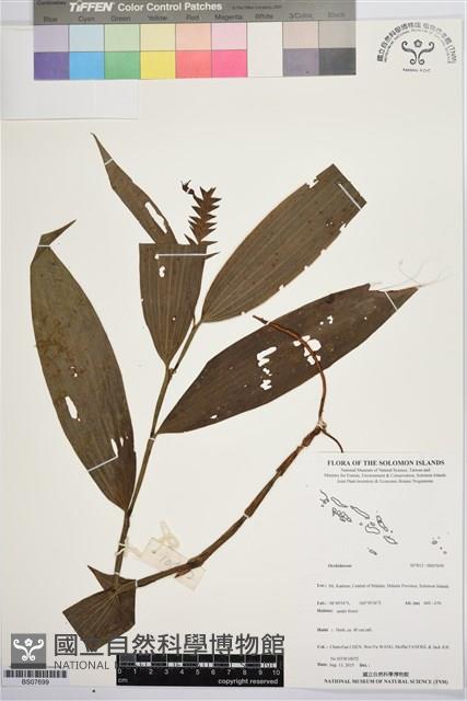 登錄號:BS07699藏品圖，第1張