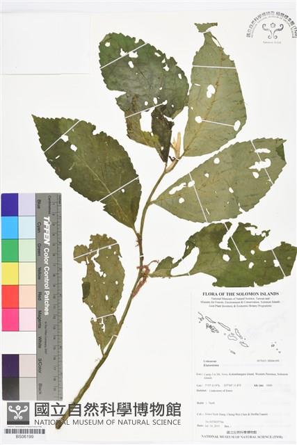 登錄號:BS06199藏品圖，第1張