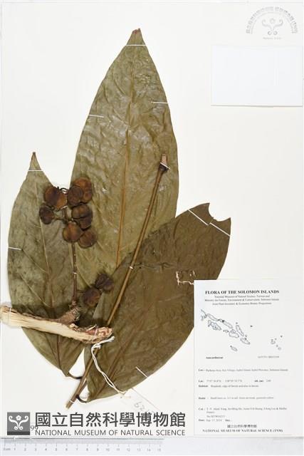 登錄號:BS05199藏品圖，第1張