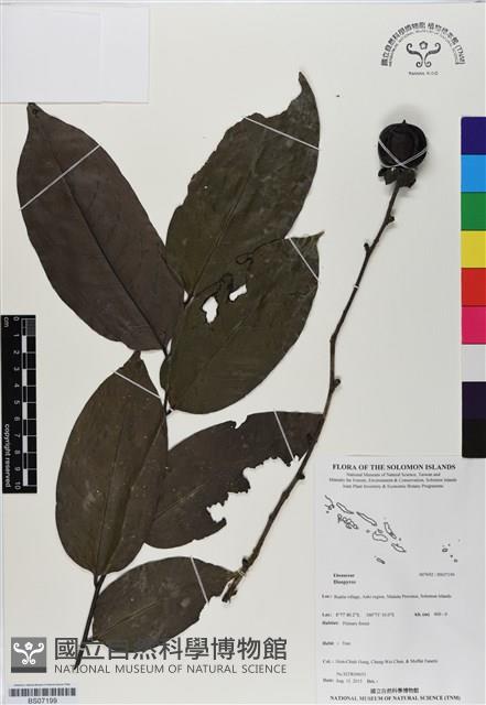 Accession Number:BS07199 Collection Image