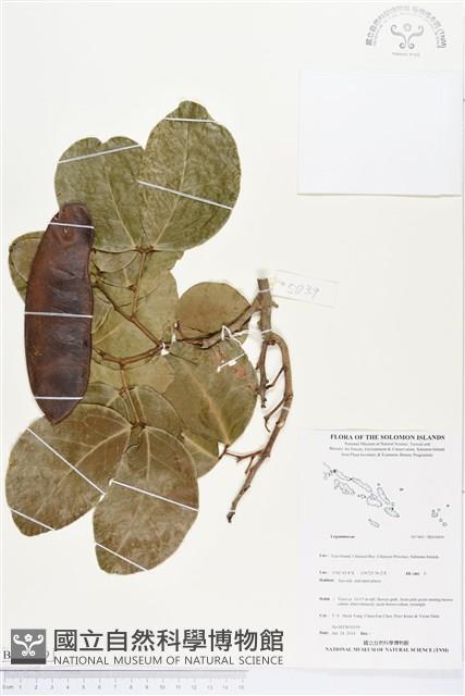 登錄號:BS04499藏品圖，第1張