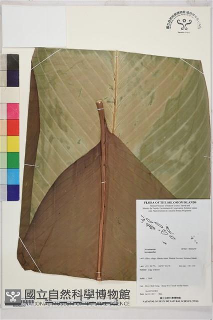 登錄號:BS06299藏品圖，第1張