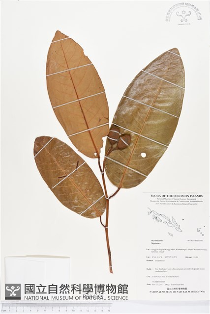 登錄號:BS04299藏品圖，第1張