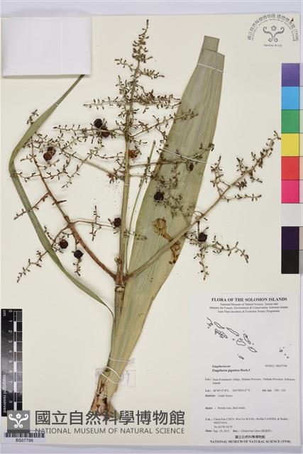 登錄號:BS07799藏品圖，第1張