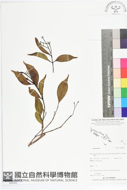 登錄號:BS05599藏品圖，第1張
