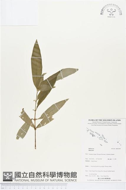 登錄號:BS03599藏品圖，第1張