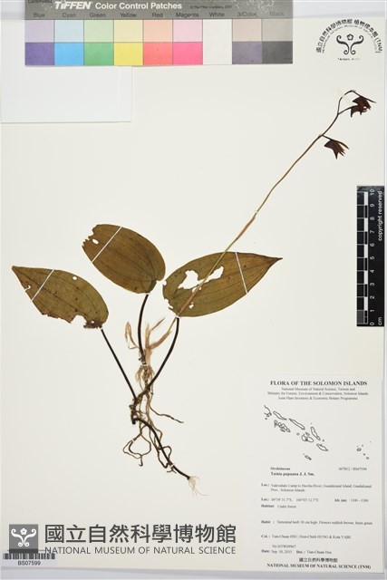 登錄號:BS07599藏品圖，第1張