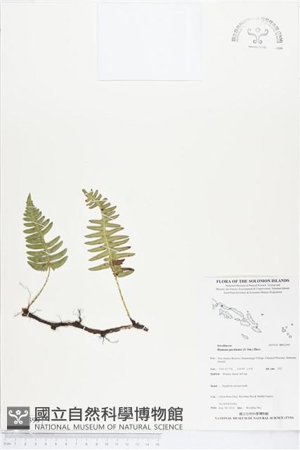 馬來陰石蕨藏品圖，第1張