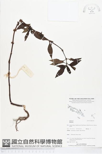 登錄號:BS05399藏品圖，第1張