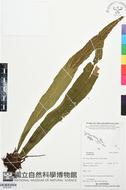 登錄號:BP03399藏品圖，第1張