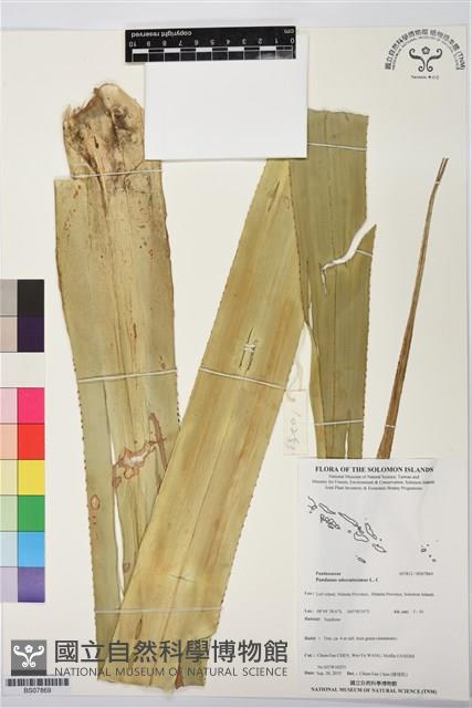 露兜樹、林投藏品圖，第1張