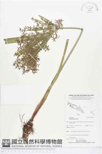 多脈莎草藏品圖，第1張