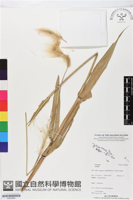 登錄號:BS05669藏品圖，第1張