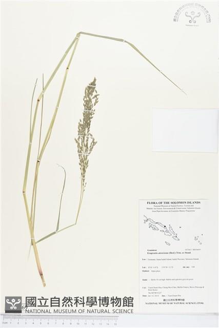 鼠婦草藏品圖，第1張