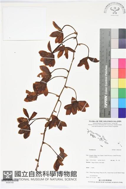 登錄號:BS06169藏品圖，第1張