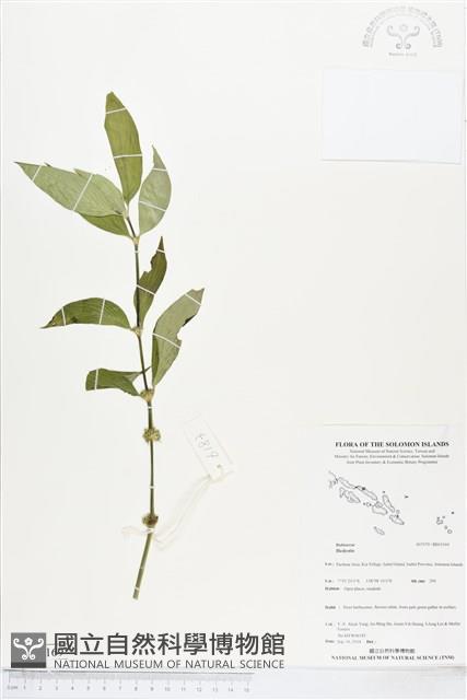 登錄號:BS05169藏品圖，第1張