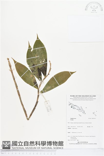 登錄號:BS04169藏品圖，第1張